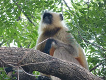 Langur - Ranthambore - Inde